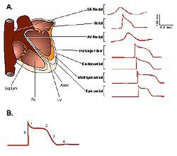 Generation And Propagation Of Action Potential Through The Heart